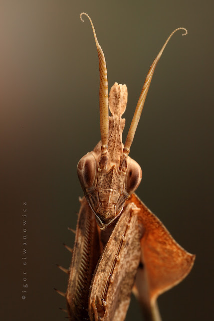 Macro Insect Photography Igor Siwanowicz