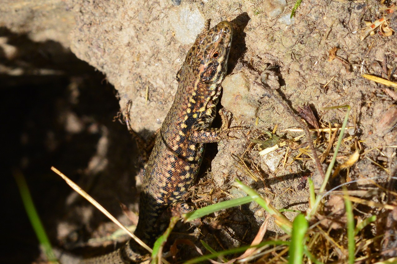 Podarcis muralis