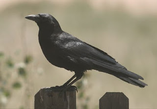 Burung Gagak Tanda Kedatangan Hantu