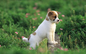 #3 Puppy Wallpaper