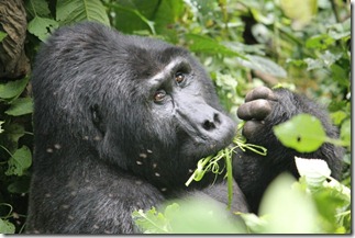 Silverback