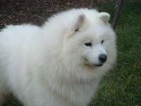 Samoyed Puppies Photos