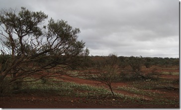 IMG_1810 Yalgoo