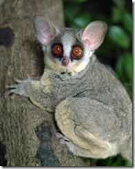 bushbaby2