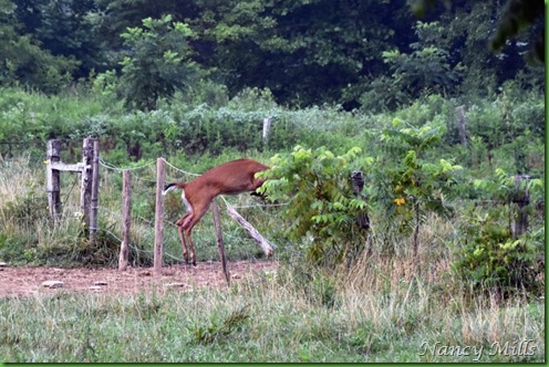 D2018-07-11 38 - Cades Cove Walk -  Deer jumps fence