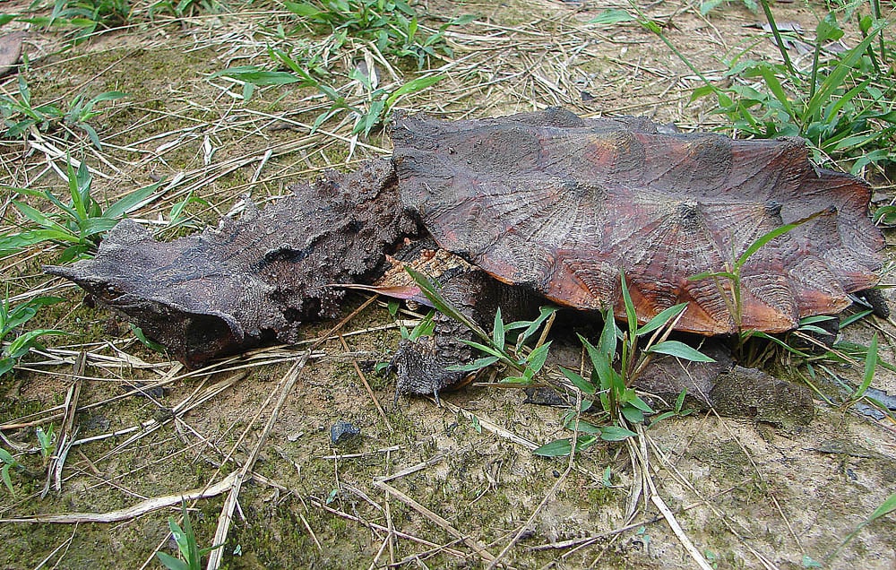 Matamata Turtle, South America's Strange Faced Turtle