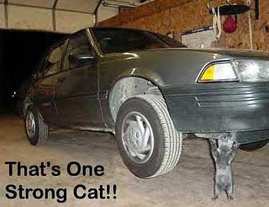 Strong Cat