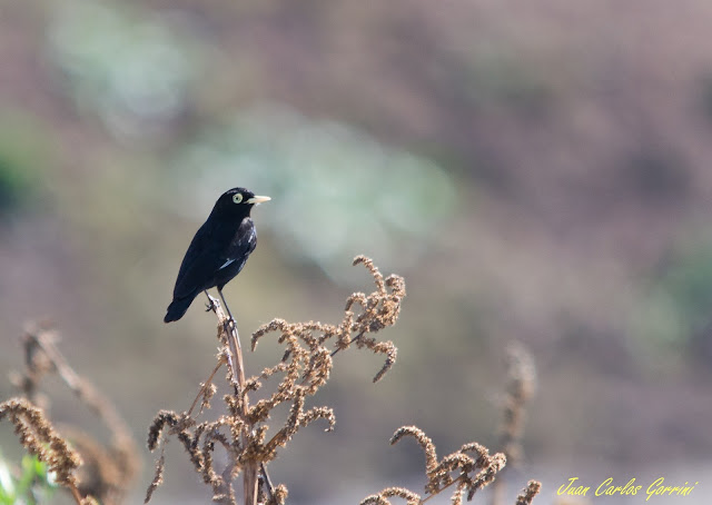 Avistaje de aves en Argentina, Salta. Birdwatching y fotografía de Juan Carlos Gorrini.