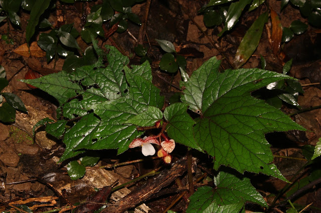 Begonia baviensis