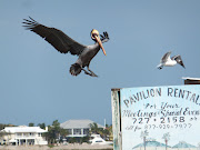 Rockport Beach Park (rockport beach park feb )