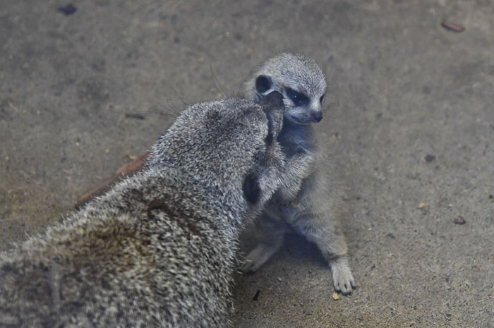 23 Adorable Pictures Of Shy Baby Meerkat And Its Family