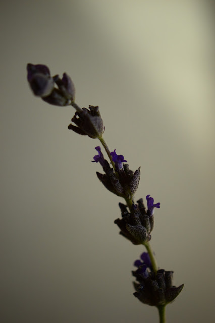 lavender goodwin's creek gray, small sunny garden