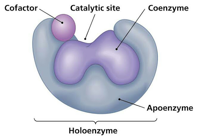 apo-enzyme, holo-enzyme, co-enzyme, co-factors,internal structure of enzymes,