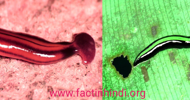 Flatworm facts in hindi