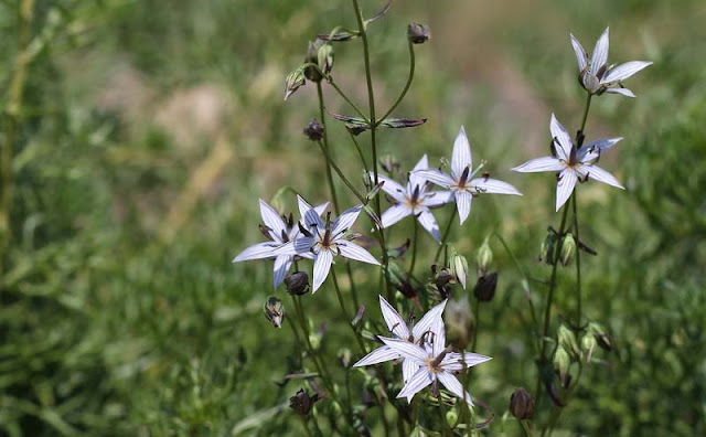 Marsh Felwort Flowers