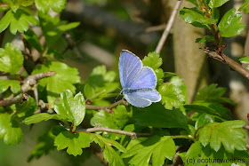 Klimop trekt veel insecten aan zoals bijen, vlinders en zweefvliegen. De rups van dit Boomblauwtje eet knoppen of vruchten van de klimop. Grotere rupsen eten soms blad.