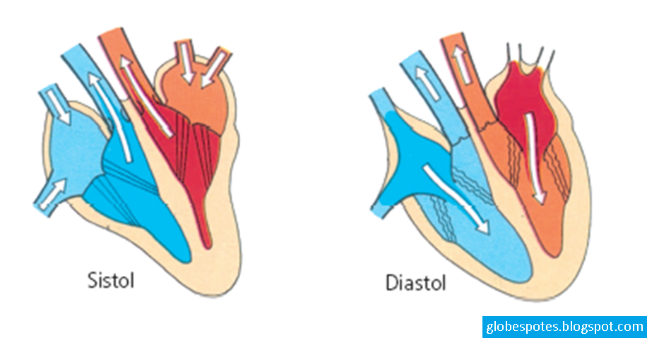 Globespotes: Perbedaan Sistol dan Diastol