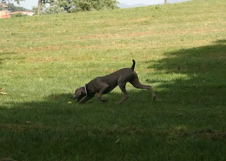 Perro - Weimaraner - Características y personalidad