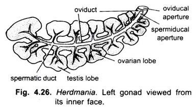 Reproductive System of Herdmania