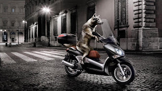 cool dog images bike