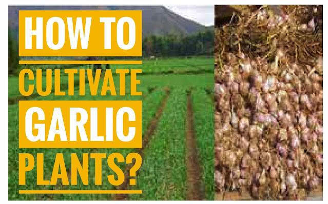 Garlic (Allium sativum) belongs to the family Liiliaceae and is one of the most popular cooking spices used. Another use of garlic is as a medicine for high blood pressure, rheumatism, toothache, snake bites, and others.