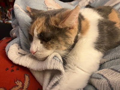 calico cat on a blanket