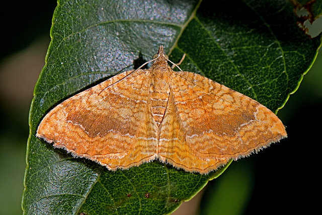 Camptogramma bilineata the Yellow Shell moth