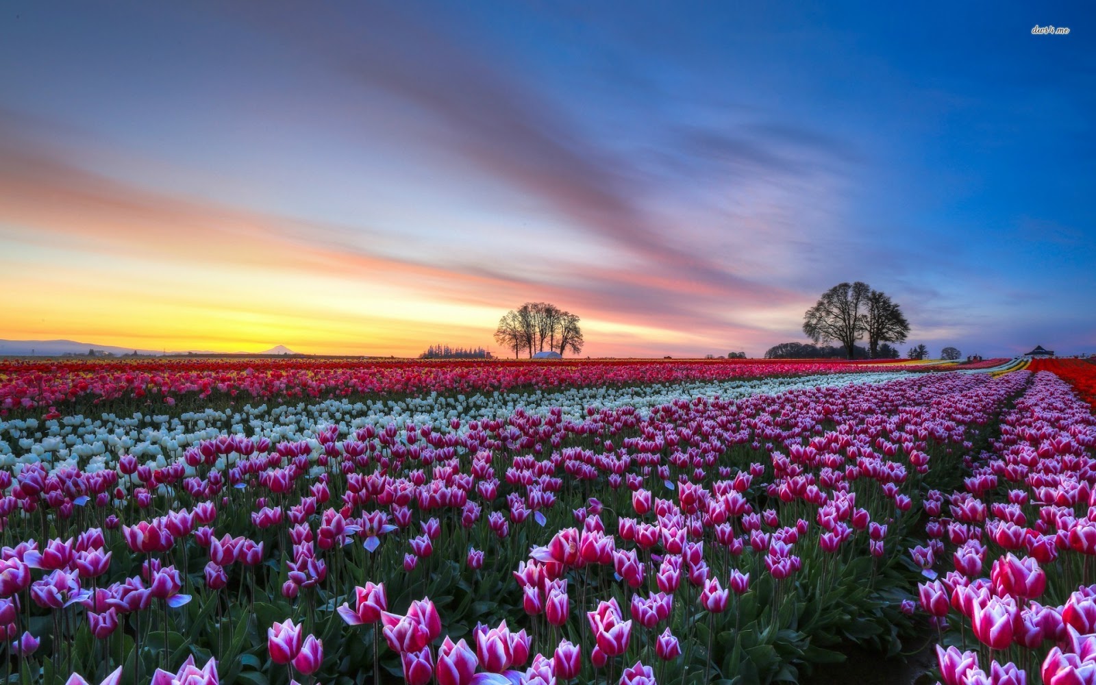 Gambar Bunga Tulip Belanda Indah Cantik Gambar Kata Kata