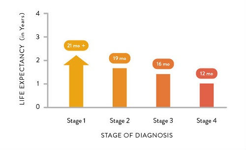 Prognosis of Stage 4 Mesothelioma 2