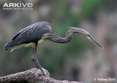 White bellied Heron