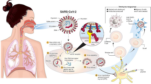 Coronavirus COVID-19