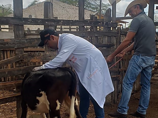 Vacinação contra brucelose é iniciada em Santa Cruz do Capibaribe