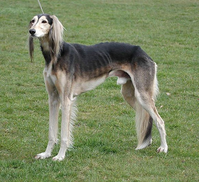 Saluki dog