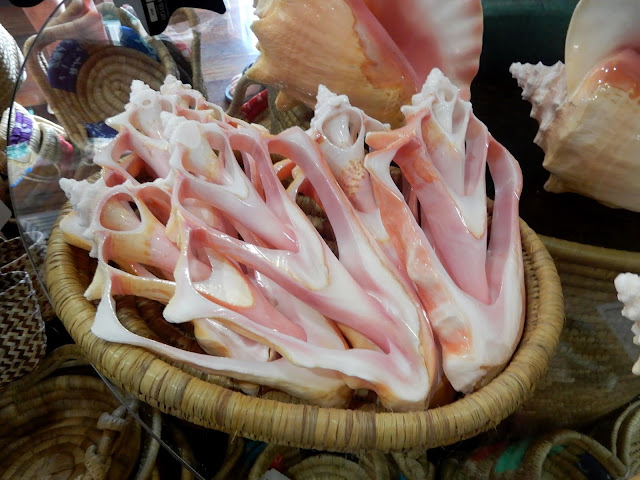 conch shells