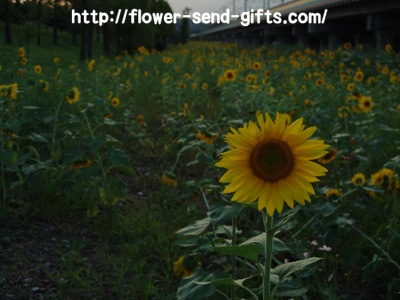 Sunflower-DSC01429
