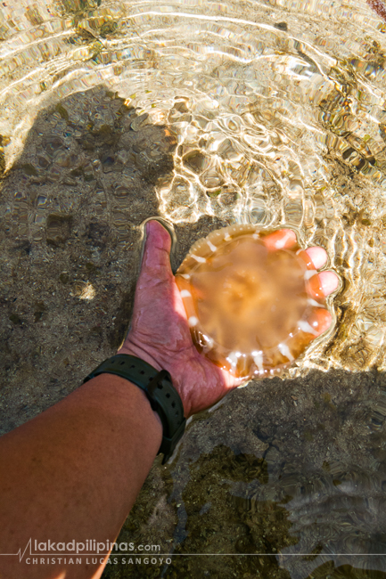 Santa Cruz Island Zamboanga Yellow Boat Mangrove Tour Stingless Jellyfish
