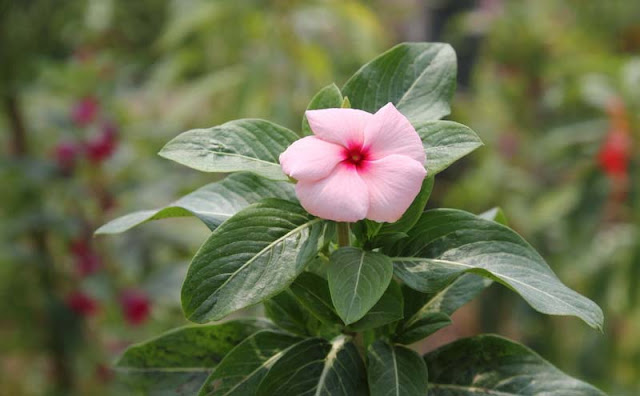 Vinca Flowers Pictures