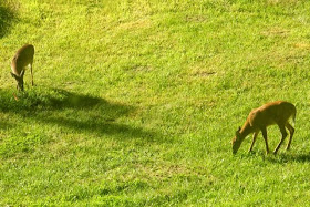 Whitetail deer (on left) eating newly planted lilac bush