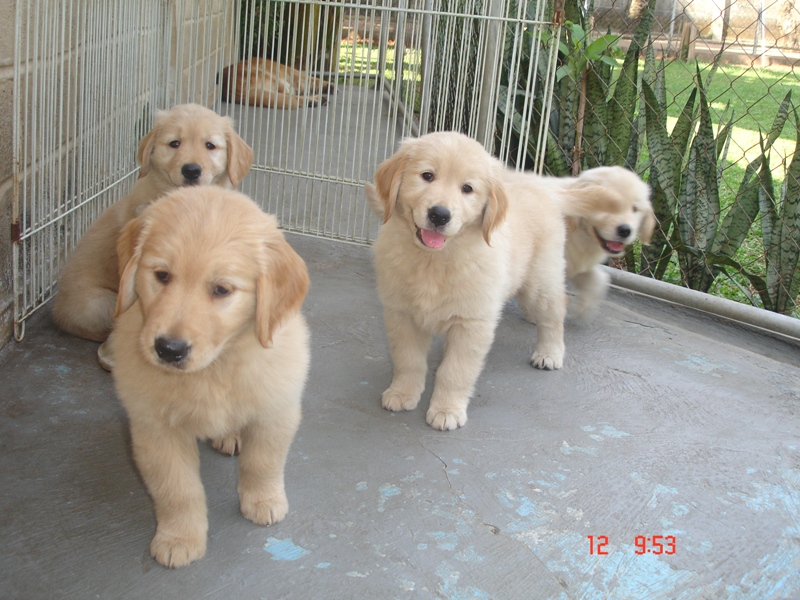 Puppies Do Puppies: Desember 2010