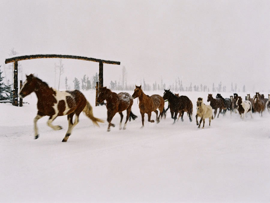 Weekend Life... Horses Running in The Snow (Vista Verde Ranch, Colorado)