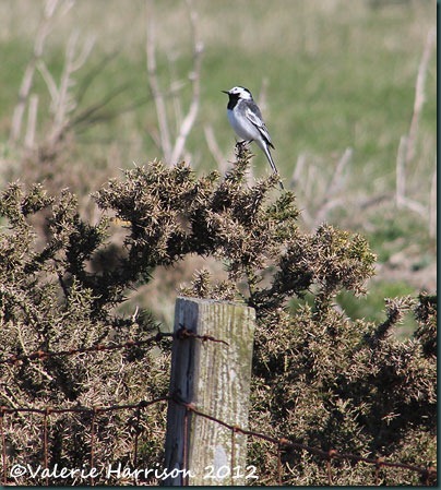 18-wagtail
