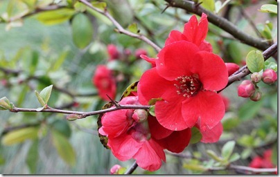110219_Chaenomeles-speciosa-Blood-Red_05