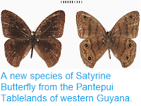 https://sciencythoughts.blogspot.com/2014/11/a-new-species-of-satyrine-butterfly.html