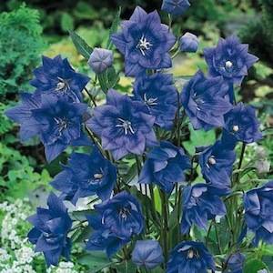 Balloon Flower Plants5