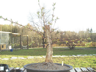 Bird cherry (Prunus padus)