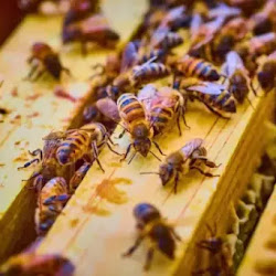 Impacto do colapso das abelhas na agricultura americana 