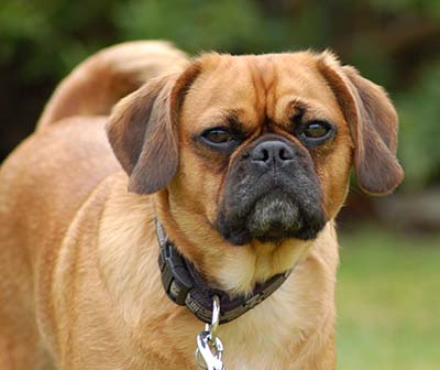 "Adorable Pugalier Dog with expressive eyes and a playful smile, capturing the irresistible cuteness and endearing nature of this unique mixed breed."