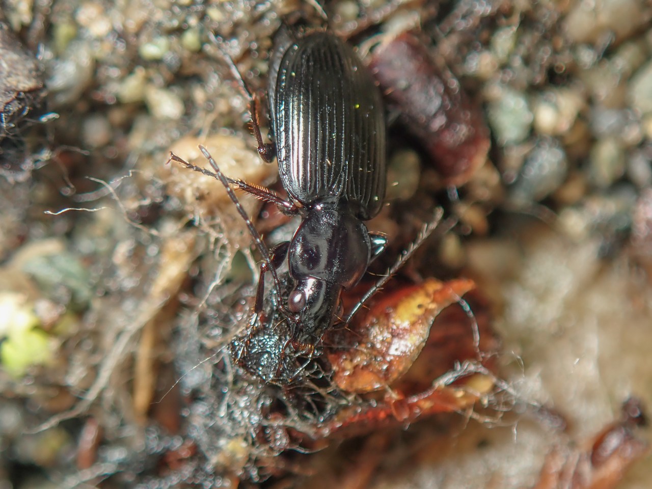 Agonum micans