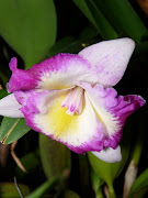 Greeting 2013 with a bouquet of orchids! . A garden's chronicle