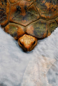 Travancore tortoise, Indotestudo travancorica, reptile hunting, turtle hunting, hunting in western ghats